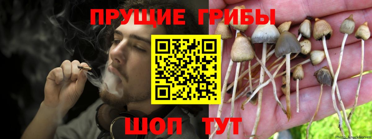 Елизово  Галлюциногенные грибы Psilocybe  Вход с VPN 